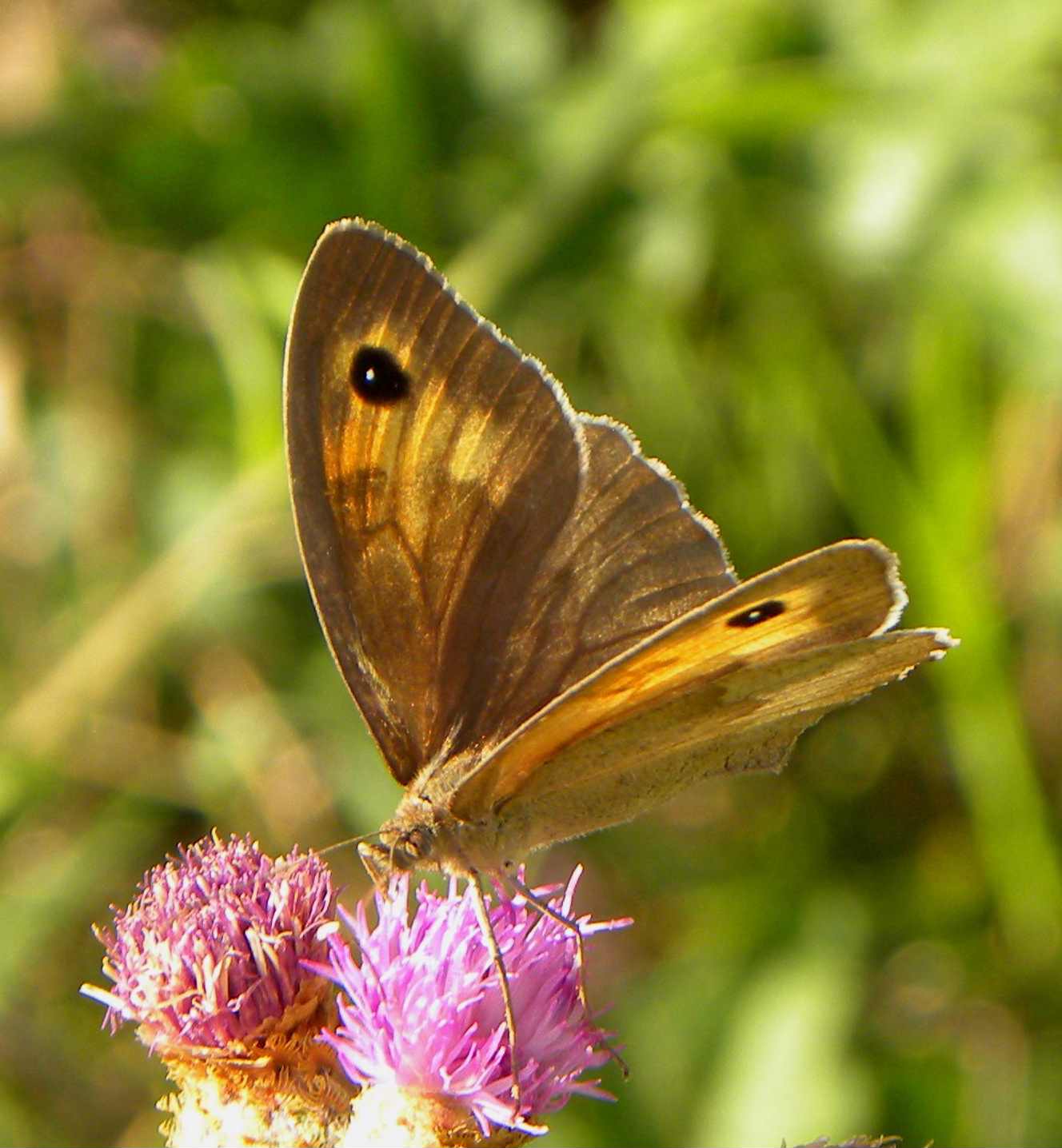 identificazione farfalla